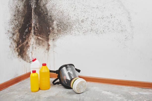 Best Mold Remediation  in Bernalillo, NM