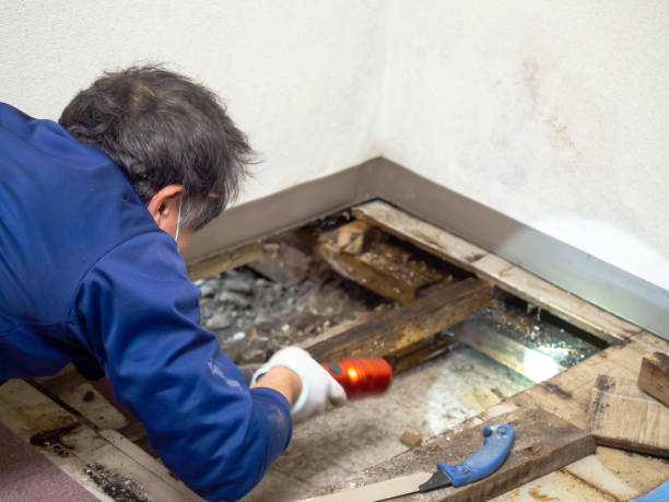 Certified Mold Removal in Bernalillo, NM
