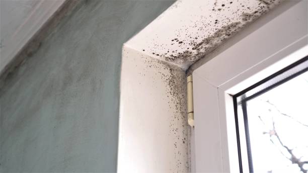 Best Commercial Mold Removal  in Bernalillo, NM