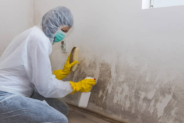 Best Attic Mold Removal  in Bernalillo, NM