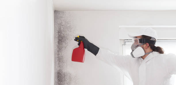 Trusted Bernalillo, NM Mold Removal Experts
